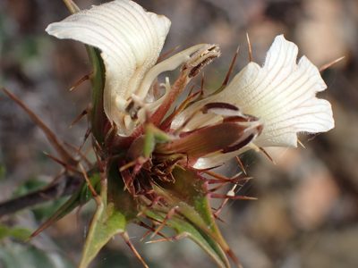 Blepharis capensis, photographed by Di Turner