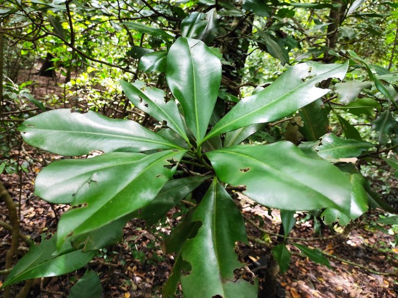 Ardisia revoluta, photographed by Eduardo A. Bolaños Vargas