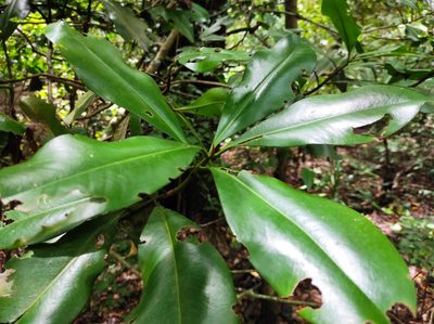 Ardisia revoluta, photographed by Eduardo A. Bolaños Vargas