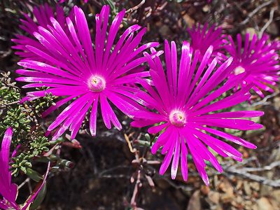 Lampranthus haworthii, photographed by Di Turner