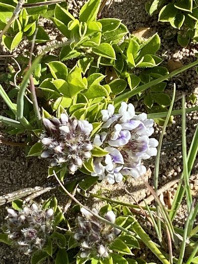 Psoralea sabulosa, photographed by Christina