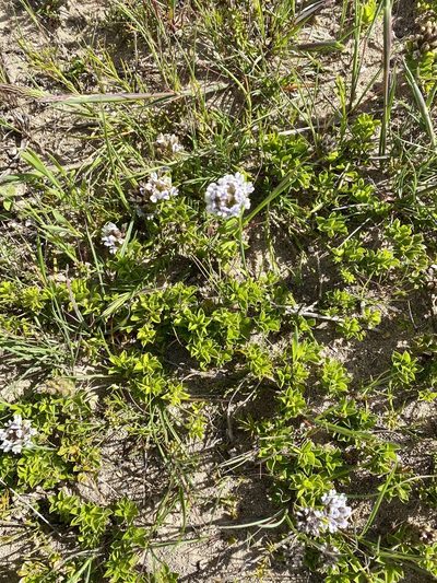 Psoralea sabulosa, photographed by Christina