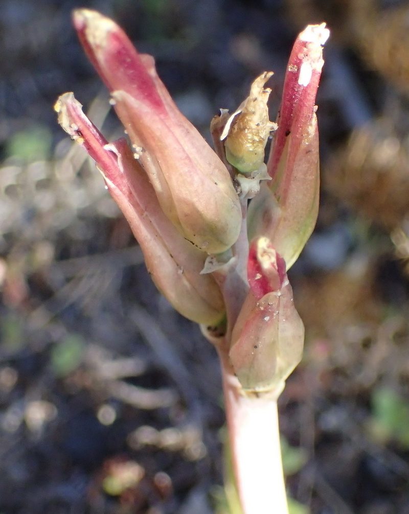 Lachenalia algoensis, photographed by Nicola van Berkel