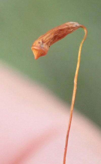 Rosulabryum donianum, photographed by Nicola van Berkel