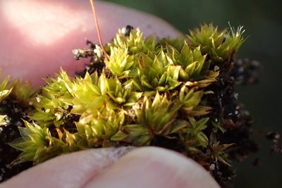 Rosulabryum donianum, photographed by Nicola van Berkel