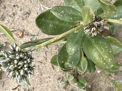 Limeum telephioides, photographed by Christina