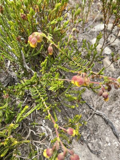 Hermannia concinnifolia, photographed by Christina