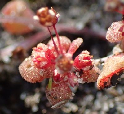 Crassula umbellata, photographed by Nicola van Berkel