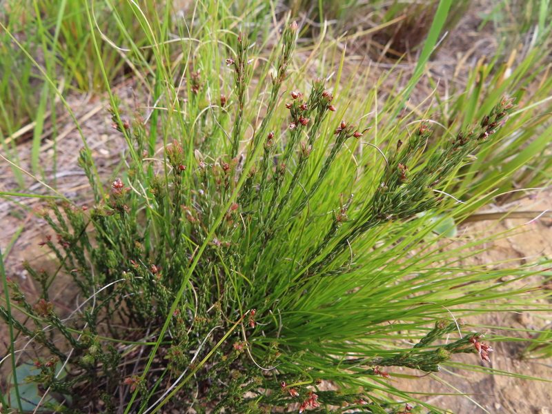 Erica filiformis, photographed by linkie