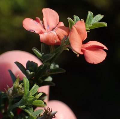 Indigofera priorii, photographed by Nicola van Berkel