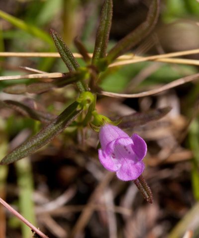 Agalinis neoscotica, photographed by bobkennedy
