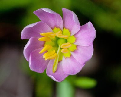 Sabatia kennedyana, photographed by bobkennedy