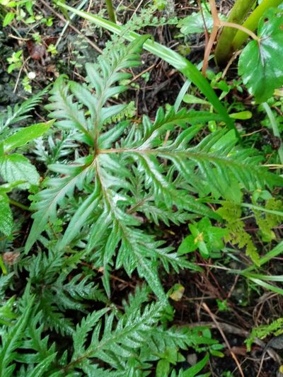 Bommeria pedata, photographed by Victor Arenas