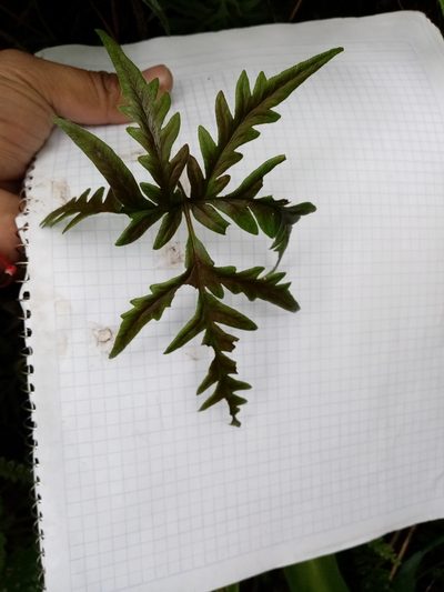 Bommeria pedata, photographed by Victor Arenas