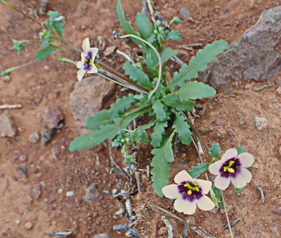 Diascia decipiens, photographed by Di Turner