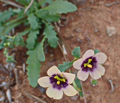 Diascia decipiens, photographed by Di Turner