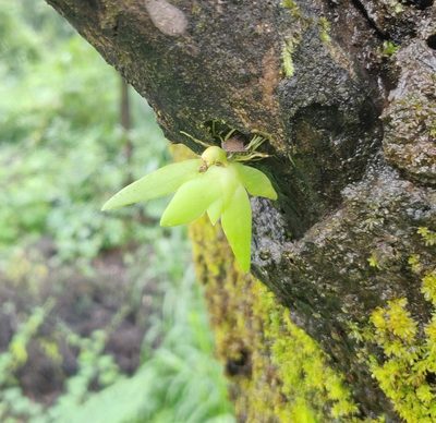 Oberonia brachystachys, photographed by S.MORE