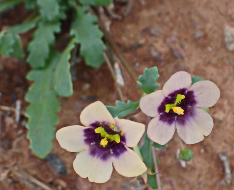 Diascia decipiens, photographed by Di Turner