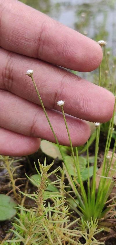 Eriocaulon heterolepis, photographed by S.MORE