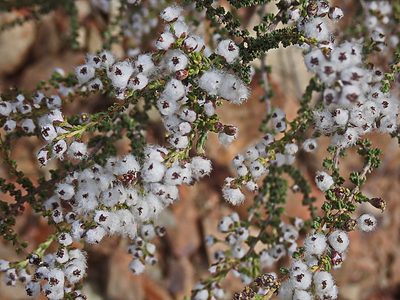 Eriocephalus ericoides, photographed by Di Turner