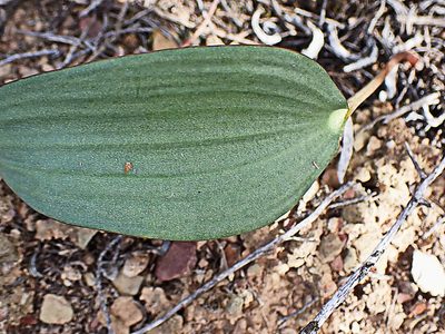 Eriospermum exile, photographed by Di Turner