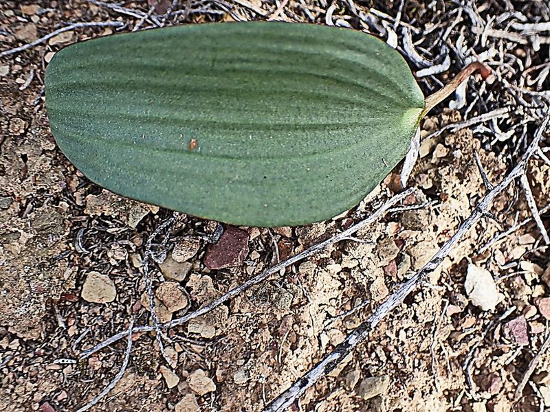 Eriospermum exile, photographed by Di Turner