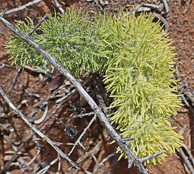 Eriospermum paradoxum, photographed by Di Turner