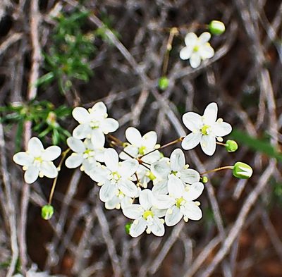 Pharnaceum aurantium, photographed by Di Turner