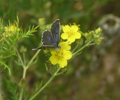 Potentilla chinensis, photographed by Oleg Kosterin