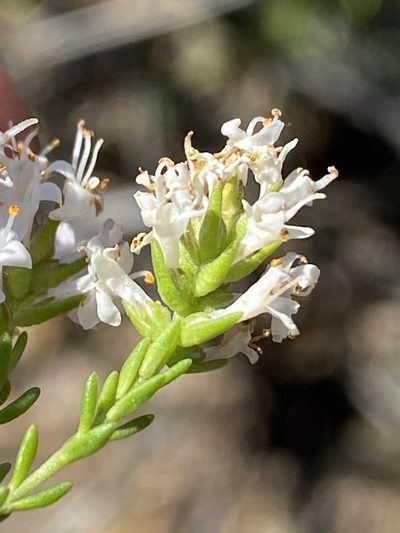 Selago distans, photographed by Dave U