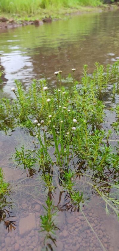 Eriocaulon heterolepis, photographed by S.MORE