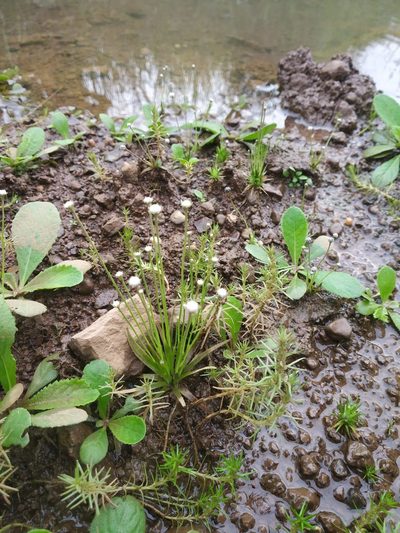 Eriocaulon heterolepis, photographed by S.MORE