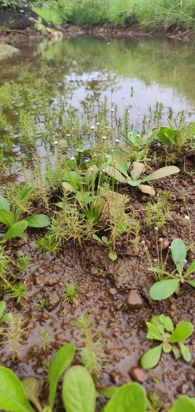Eriocaulon heterolepis, photographed by S.MORE