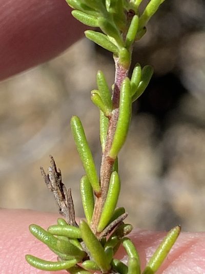 Selago distans, photographed by Dave U