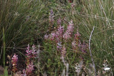 Lachenalia fistulosa, photographed by Tony Rebelo