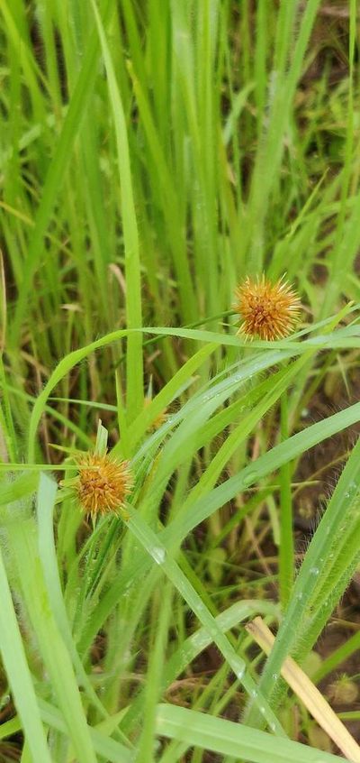 Rhynchospora wightiana, photographed by S.MORE
