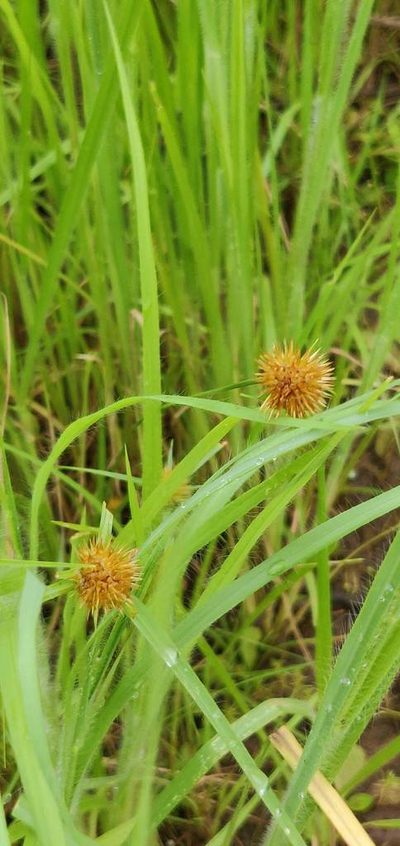 Rhynchospora wightiana, photographed by S.MORE