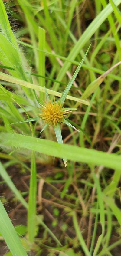 Rhynchospora wightiana, photographed by S.MORE
