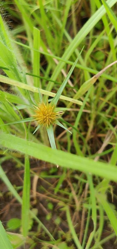 Rhynchospora wightiana, photographed by S.MORE