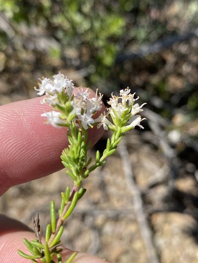 Selago distans, photographed by Dave U
