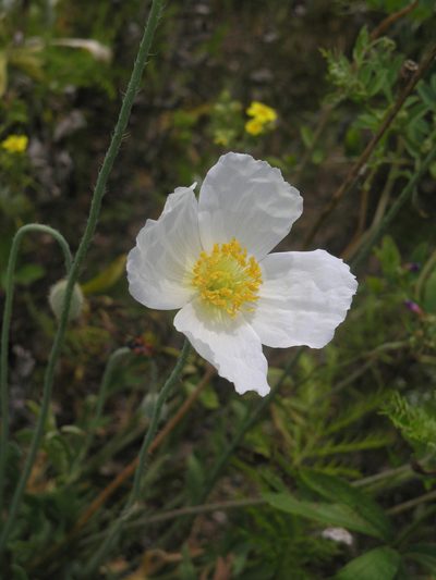 Oreomecon amurensis, photographed by Oleg Kosterin