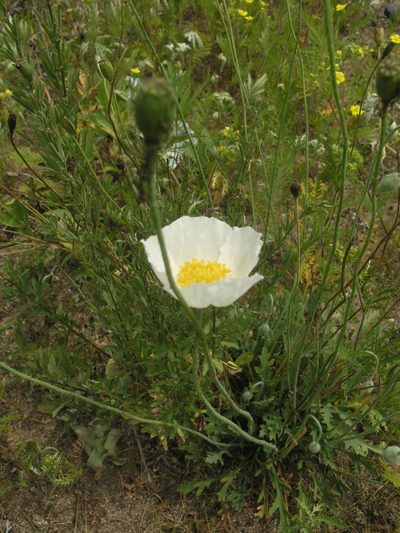 Oreomecon amurensis, photographed by Oleg Kosterin