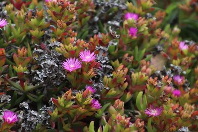 Ruschia rubricaulis, photographed by Tony Rebelo