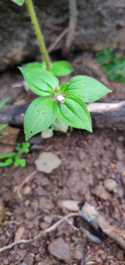 Osbeckia muralis, photographed by S.MORE