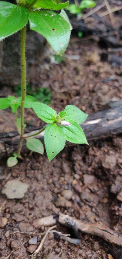 Osbeckia muralis, photographed by S.MORE