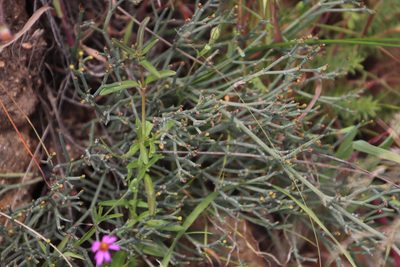 Euphorbia tenax, photographed by Tony Rebelo
