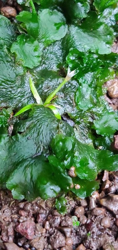 Eriocaulon xeranthemum, photographed by S.MORE