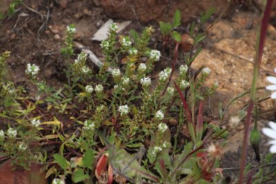 Dischisma ciliatum, photographed by Tony Rebelo