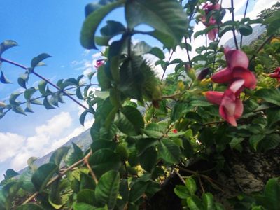 Allamanda blanchetii, photographed by Eva Li