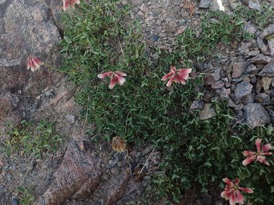 Trifolium haydenii, photographed by Mitch Van Dyke
